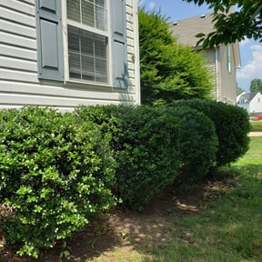Bush Trimming by Tejas lawn care reviewed on August 19, 2025