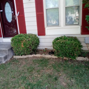 Bush Trimming by A&L Lawncare reviewed on August 16, 2025