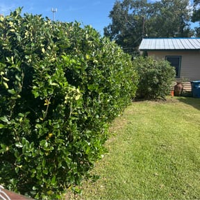 Bush Trimming by C&R Ventures reviewed on August 16, 2025