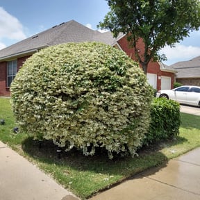 Bush Trimming by Perez Landscaping reviewed on August 15, 2025