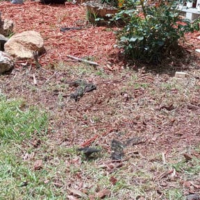 Flower Bed Weeding by Kota Lawn Care reviewed on August 17, 2025