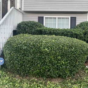 Bush Trimming by Marvelous Carmichael Landscape reviewed on December 3, 2025