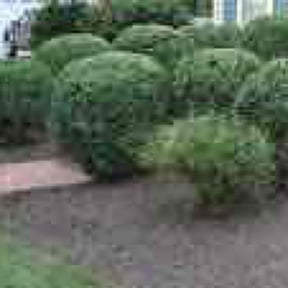 Bush Trimming by LA Lawncare Service reviewed on August 21, 2025