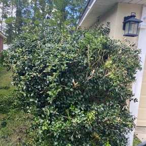 Bush Trimming by SFL Property Services reviewed on December 13, 2025