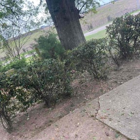 Bush Trimming by Owen Lawn Service reviewed on August 18, 2025