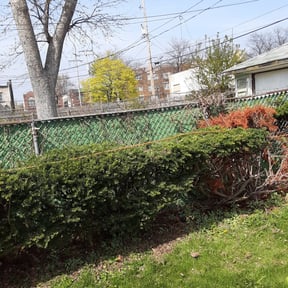 Bush Trimming by Turf care reviewed on August 20, 2025