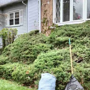 Bush Trimming by LD Brown Landscaping And Pressure Washing reviewed on August 16, 2025