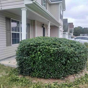 Bush Trimming by Active Lawn Care &amp; Landscapes reviewed on November 10, 2025