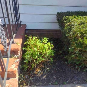 Bush Trimming by Sam&#039;s Lawn Care reviewed on October 24, 2025