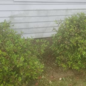 Flower Bed Weeding by Campbell's lawns reviewed on August 15, 2025