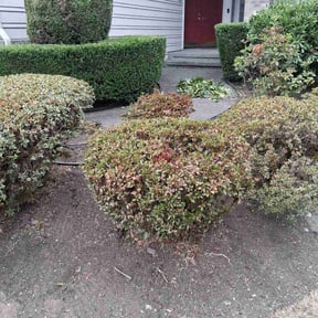 Bush Trimming by Green Thumb Agostini Lawn Care and Landscaping reviewed on November 21, 2025