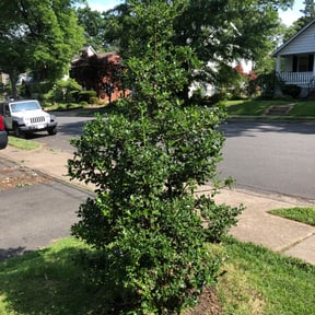 Bush Trimming by SM Lawn Services reviewed on August 18, 2025