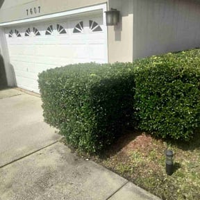 Bush Trimming by Mow Masters Llc reviewed on July 5, 2025