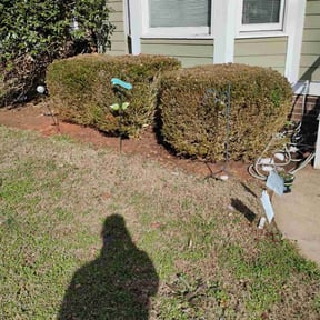 Leaf Removal by Salvador Lawn and Tree Service reviewed on February 5, 2026