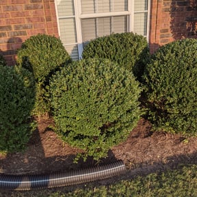 Bush Trimming by Legacy Property Services LLC reviewed on August 18, 2025
