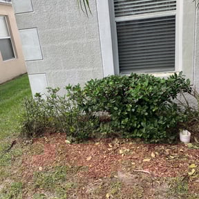 Bush Trimming by Keep It Cut Lawn Services reviewed on August 20, 2025