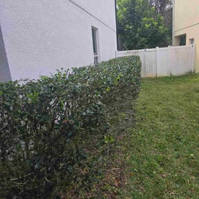 Bush Trimming by Marvel Carmichael reviewed on December 24, 2025