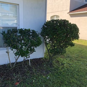 Bush Trimming by T's Mow Blow & Go reviewed on August 21, 2025