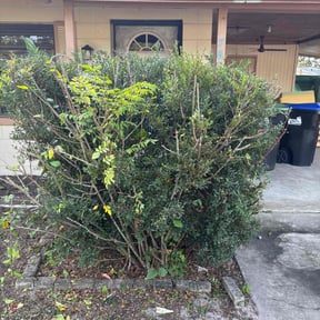 Bush Trimming by Achieving the dream llc reviewed on November 26, 2025