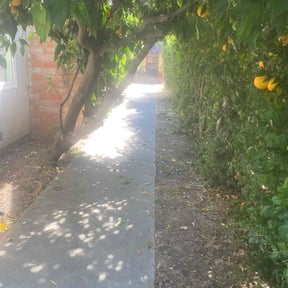 Bush Trimming by Carlos One Stop Landscaping reviewed on November 30, 2025