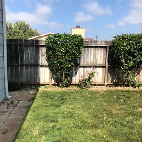 Bush Trimming by Philly Lawn Care reviewed on August 19, 2025