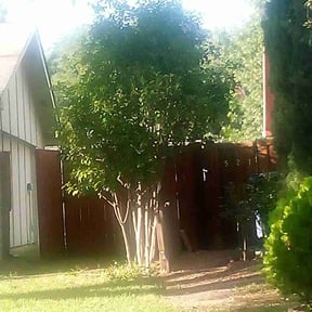 Bush Trimming by S&G lawncare service llc reviewed on August 19, 2025