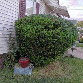 Bush Trimming by I Know A Guy, LLC reviewed on May 15, 2026