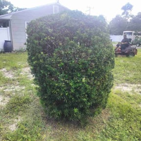 Bush Trimming by RTH Lawn Service & Landscaping LLC reviewed on August 13, 2025