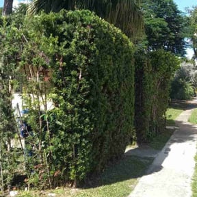Bush Trimming by Chaidez lawn services reviewed on January 1, 2024