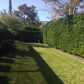 Bush Trimming by Simmons lawn services reviewed on November 24, 2025