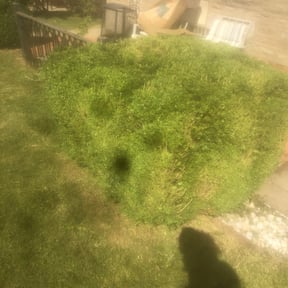Bush Trimming by Cardinal Curb Appeal reviewed on August 20, 2025