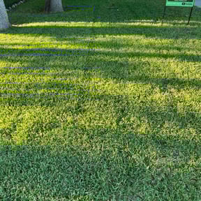 residential landscaping by Indy Market jr opt reviewed on August 19, 2025