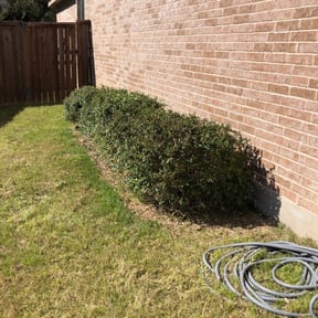 Bush Trimming by SOLID LANDSCAPING reviewed on August 21, 2025