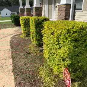 Bush Trimming by God lawn service reviewed on August 15, 2025