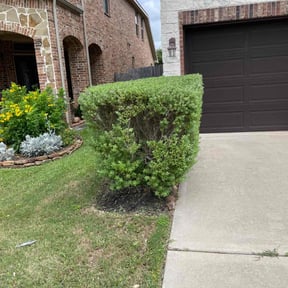 Bush Trimming by DeFeat It Landscaping reviewed on August 21, 2025
