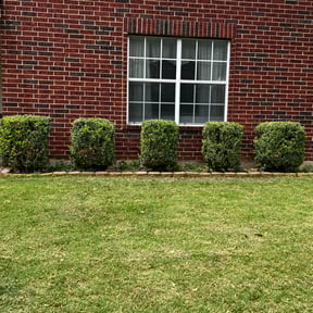 Bush Trimming by AllTex Home And Commercial Services reviewed on August 21, 2025