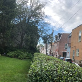 Bush Trimming by Lawn pro reviewed on August 21, 2025