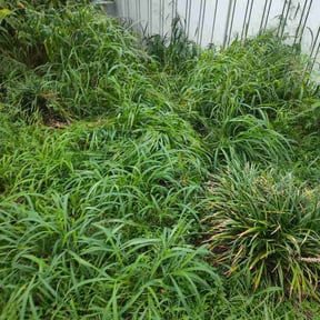 Flower Bed Weeding by Lawn Legend LLC reviewed on August 17, 2026