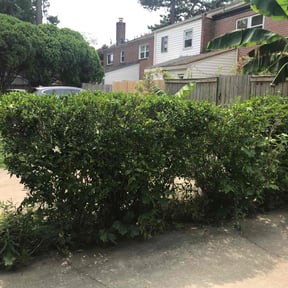 Bush Trimming by Terry and Family Management LLC reviewed on August 17, 2025