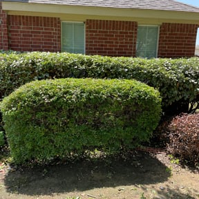 Bush Trimming by Swayne’s Lawncare LLC reviewed on August 17, 2025