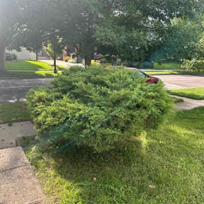 Bush Trimming by Right On Time services reviewed on August 16, 2025