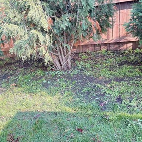 Flower Bed Weeding by Theo's Lawn care reviewed on July 15, 2026