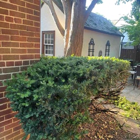 Bush Trimming by Gods Creation reviewed on October 24, 2025