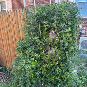 Bush Trimming by Betty Lawn Care reviewed on May 3, 2022