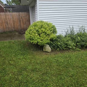 Bush Trimming by 4izzy inc reviewed on August 16, 2025