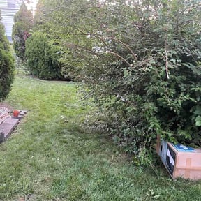 Bush Trimming by Bracy Home Improvement &amp; Lawncare reviewed on June 16, 2026