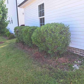 Bush Trimming by Landscaping design and Lawn care reviewed on August 21, 2025
