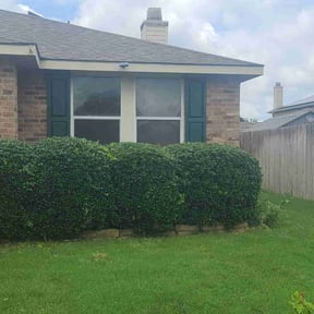 Bush Trimming by Hass's grasses and services reviewed on August 15, 2025