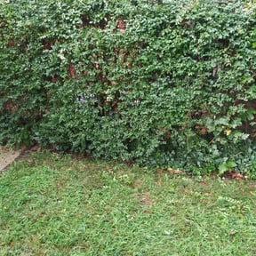 Bush Trimming by The Swole Life Corporation dba Swole & Bold Lawn Grooming reviewed on August 19, 2025