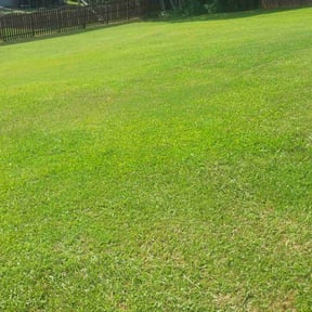 yard service by Austria Lawn Care reviewed on August 16, 2025